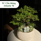 TC cần thăng atlantic M