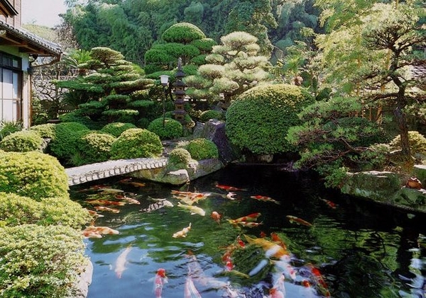 Một số loài cây cảnh thích hợp trồng xung quanh hồ cá Koi sân vườn - Luna  Koi Farm