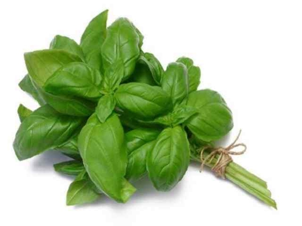 Lá Húng quế tây (Basil) tươi 50g