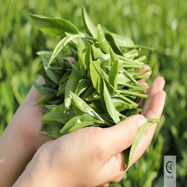 Trà Olong Krub.o 500g