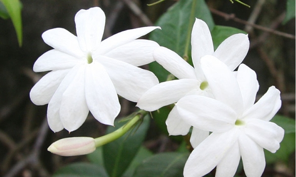 HOA NHÀI TRONG VĂN HOÁ THẾ GIỚI – Tinh dầu Hà Na Hoa Nhài Trong Văn Hoá Thế Giới – Tinh Dầu Hà Na