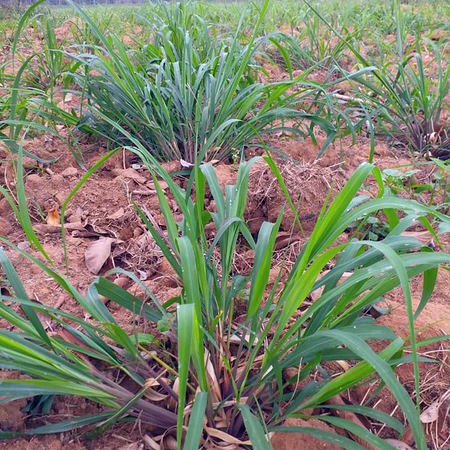 Tinh dầu Sả Java – Tinh dầu Hà Na