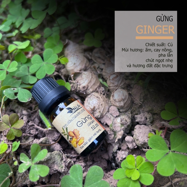Tinh dầu Gừng GINGER