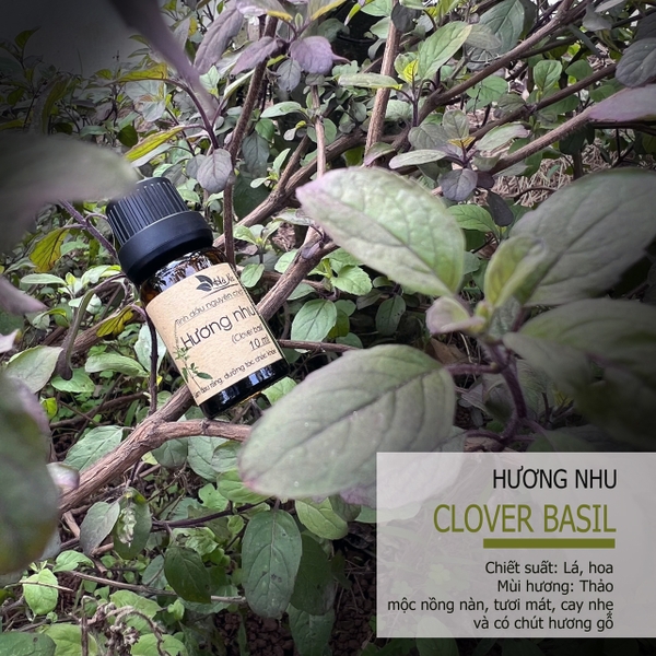 Tình dầu Hương Nhu Trắng CLOVE BASIL