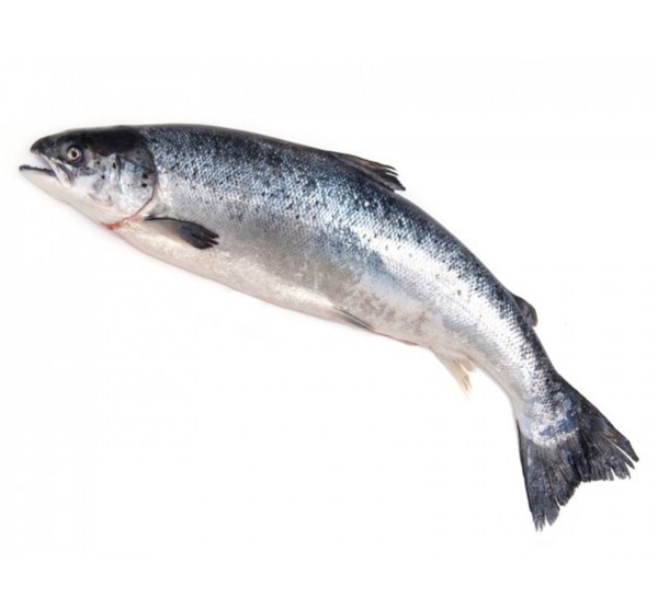 Cá hồi Úc | Na Uy nguyên con tươi 5-7kg