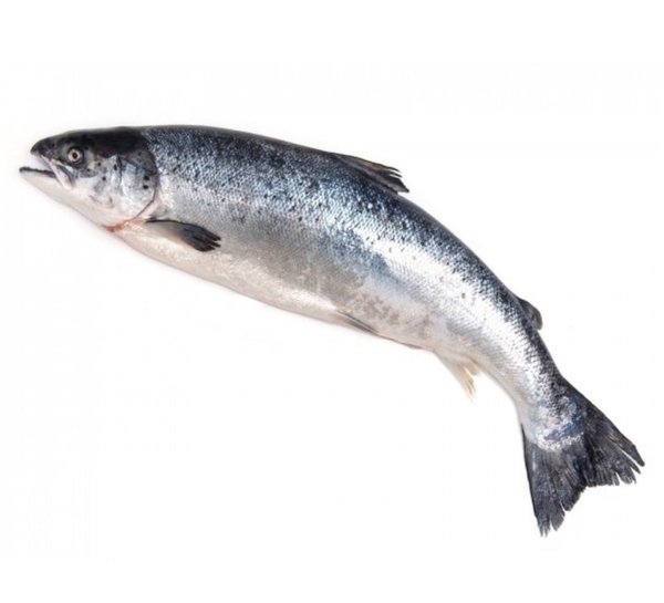 Cá hồi Na Uy nguyên con tươi 5-7kg
