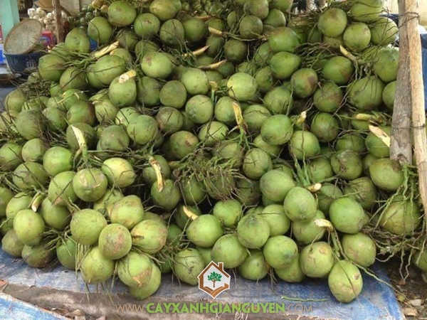 Trái Dừa Xiêm Dây