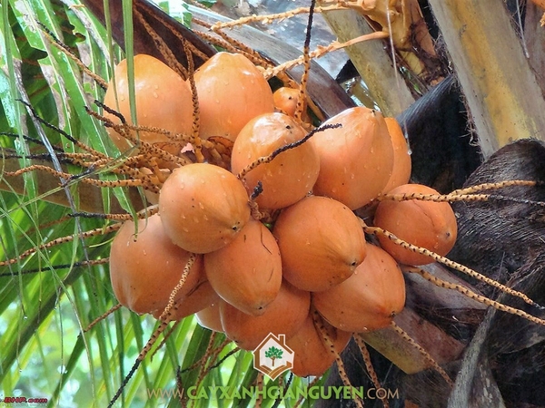 Trái Dừa Dâu