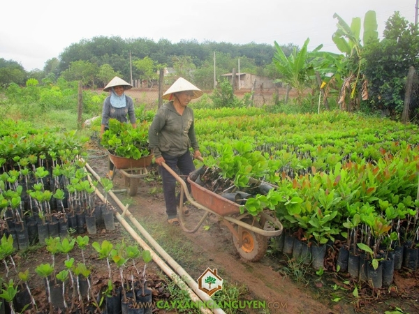 Cây Điều Giống