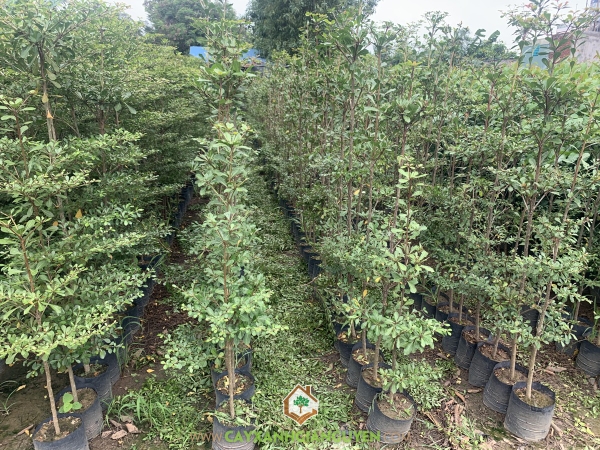 Cây Bàng Đài Loan cao 1.5-1.7m