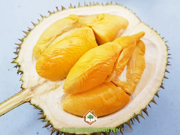 Trái Sầu Riêng Musang King