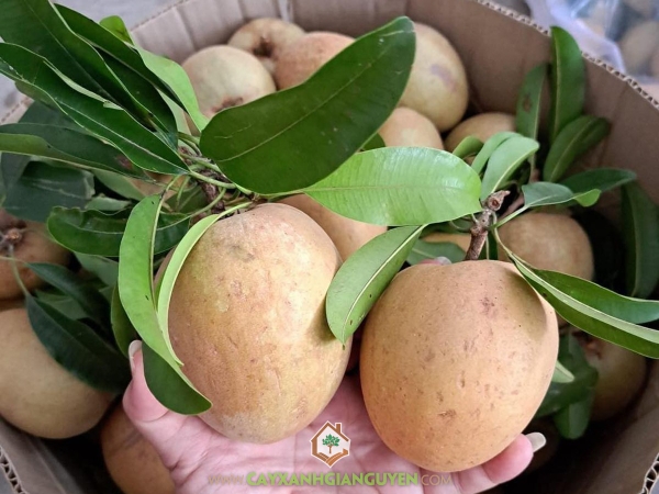 Trái SaPoChe Cần Thơ