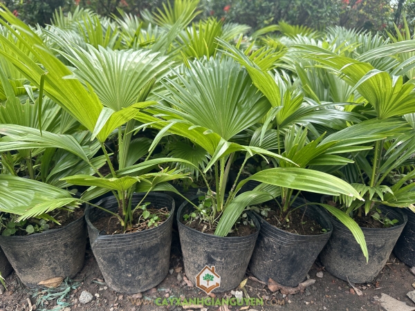 Cây Cọ Ta