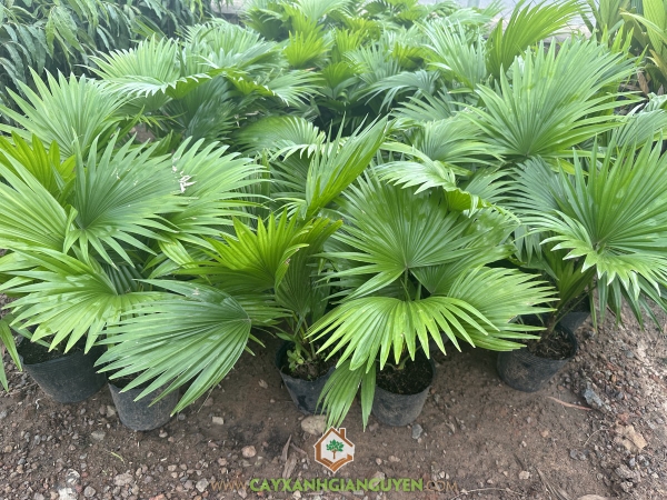 Cây Cọ Ta