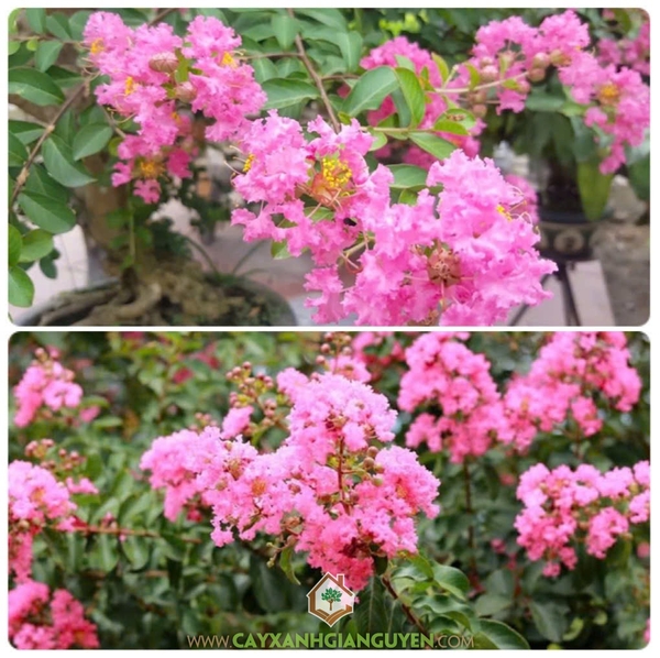 Hoa Tường Vi