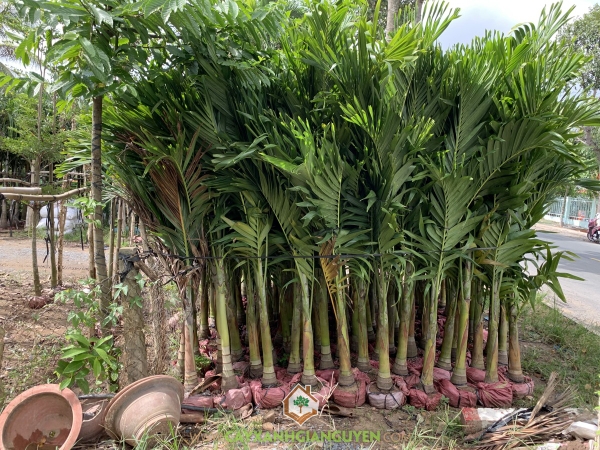 Cây Cau Trắng