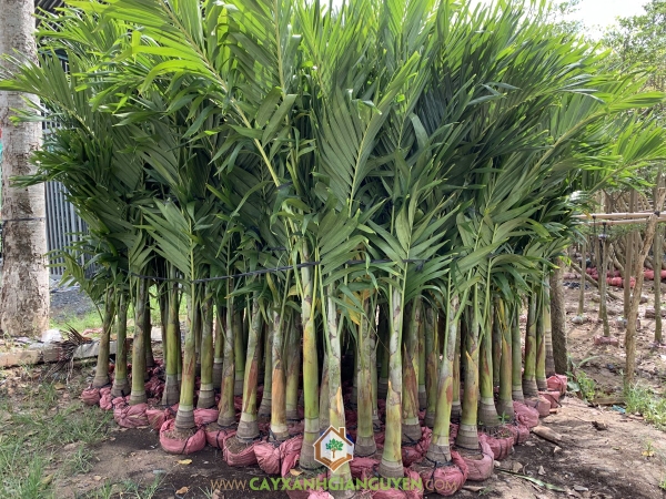 Cây Cau Trắng