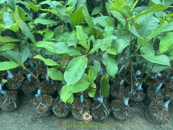 Cây Mít Tố Nữ Sầu Riêng