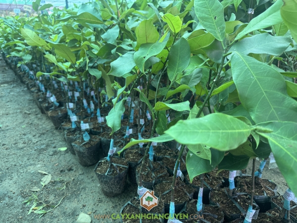 Cây Mít Tố Nữ Sầu Riêng