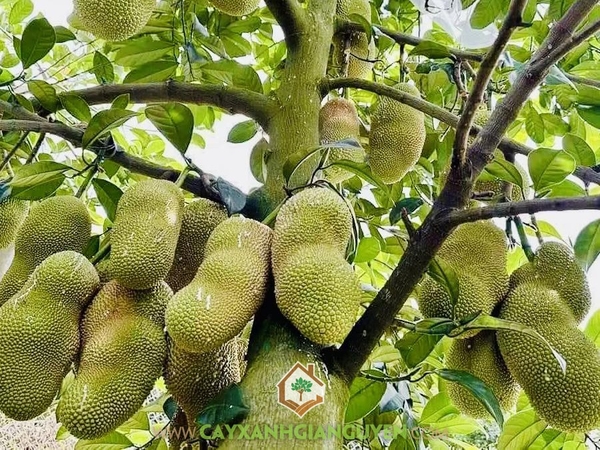 Trái Mít Tố Nữ Sầu Riêng