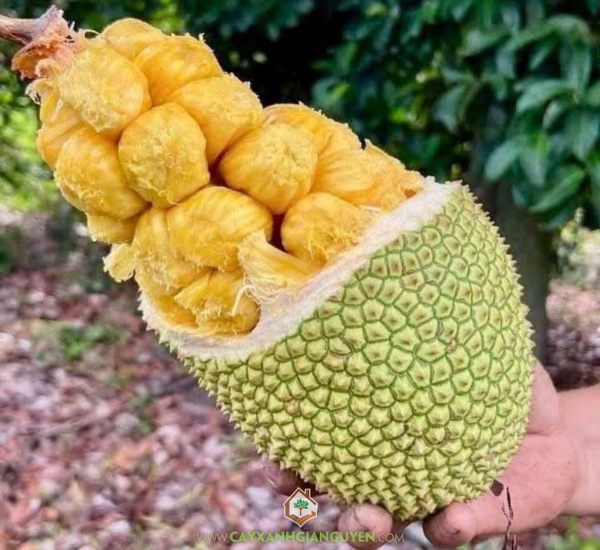 Trái Mít Tố Nữ Sầu Riêng