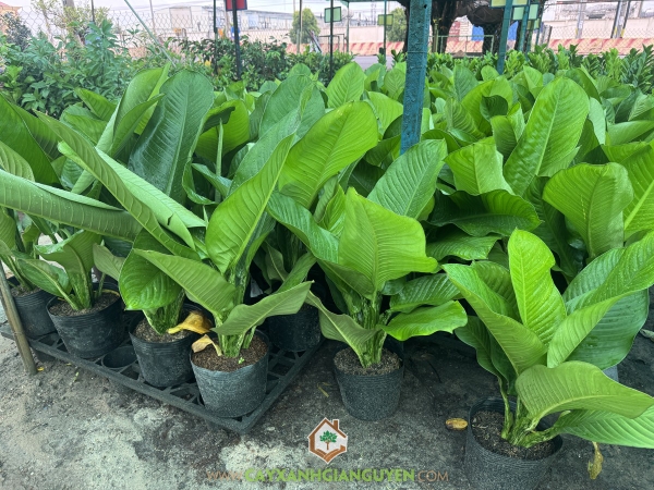 Cây Đại Phú Gia