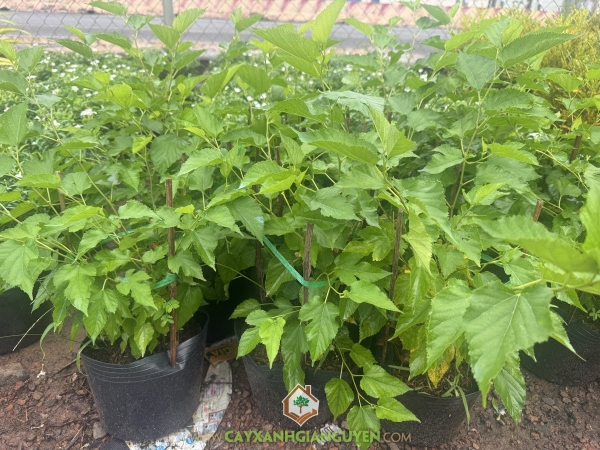 Cây Dâu Tằm