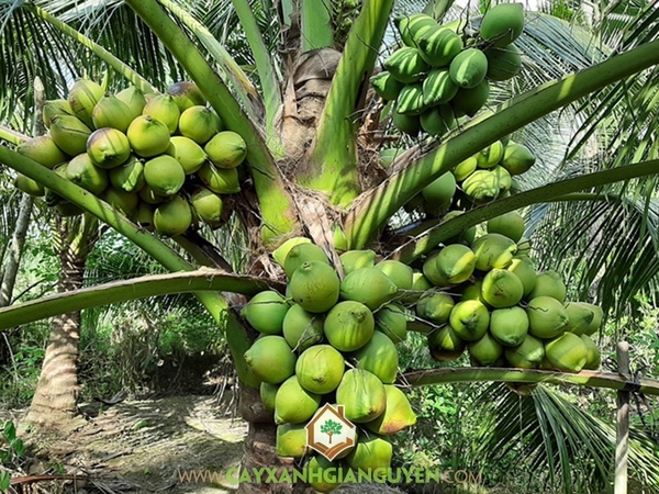 Trái Dừa Xiêm Dây