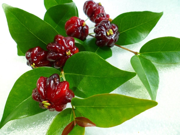 Trái Cherry Surinam