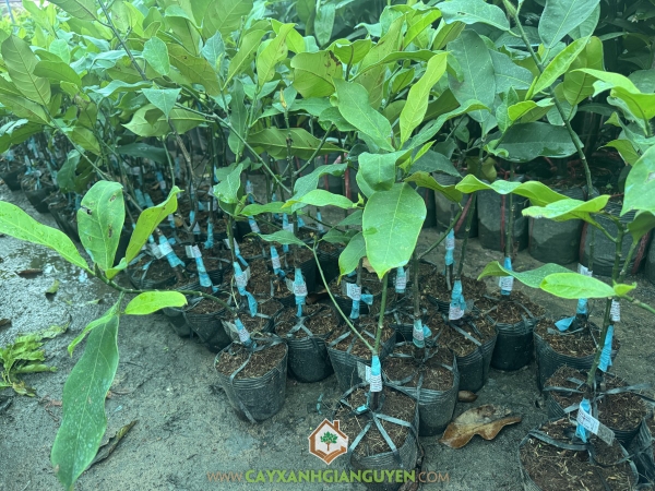 Cây Mít Tố Nữ Sầu Riêng