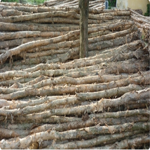 Cừ tràm 9-10