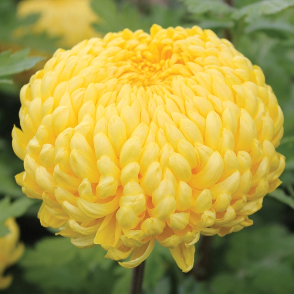 Cúc Chrysanthemum 
