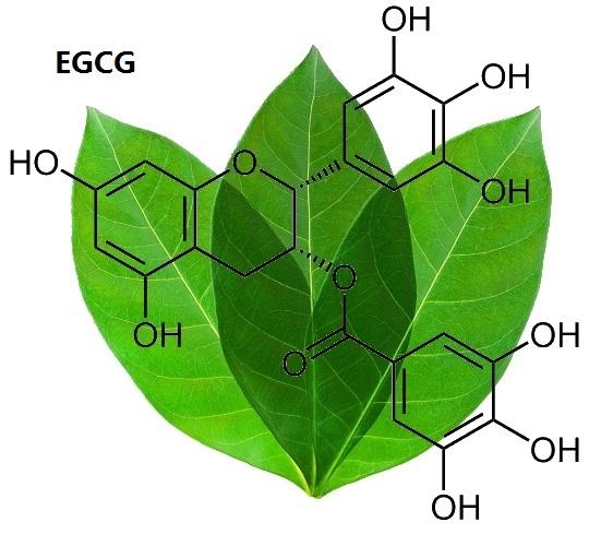 Trà xanh có chứa rất nhiều EGCG 