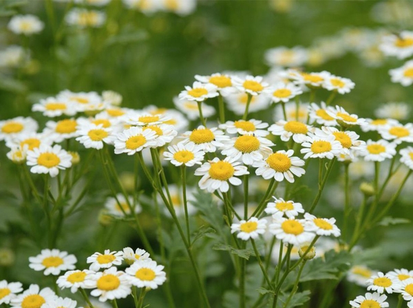 Cúc Chamomile 