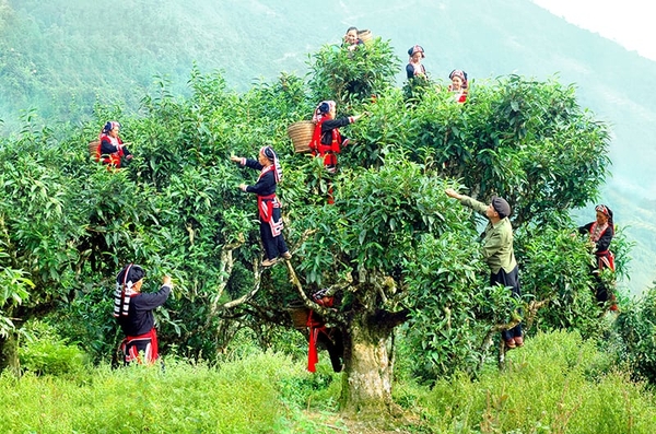 Hái Trà Cổ Thụ Redshan