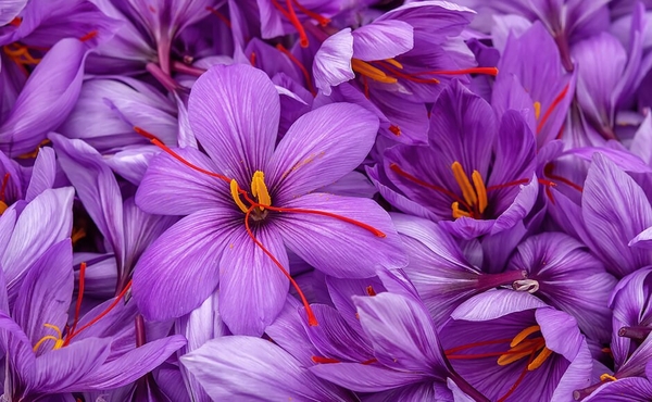 Saffron xuất thân từ những có khí hậu khắc nghiệt 