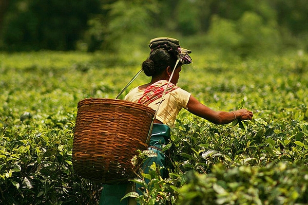 Người nông dân hái chè ở Assam (