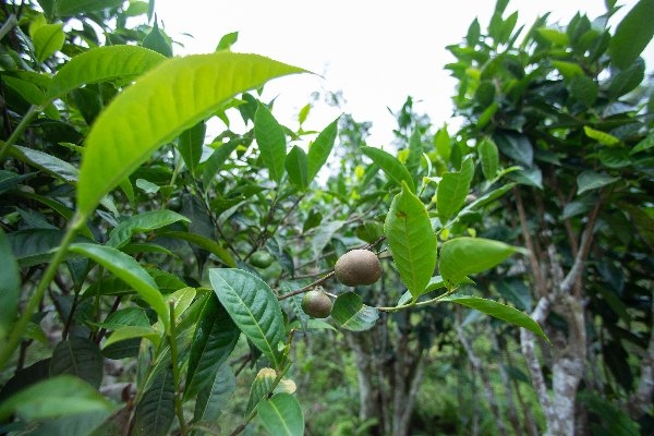 trà phổ nhĩ sống lá rời tả củ tỷ