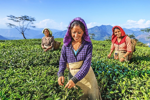 Vườn Trà Đen Darjeeling Ấn Độ