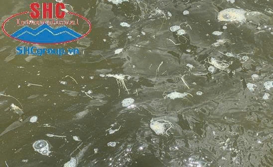  Ao Tôm bị nhiễm khuẩn đường ruột.