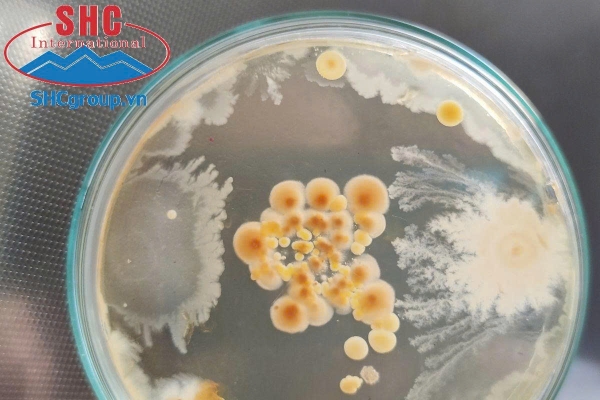 Diệt khuẩn để ngăn chăn các mầm bệnh xuất hiện trong ao nuôi.