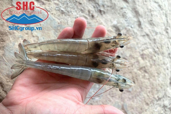 Tôm cần có một môi trường sạch khuẩn hại để có thể tự do phát triển tốt hơn