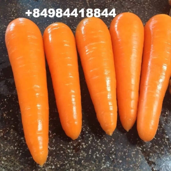 Fresh Carrot / FROZEN CARROT