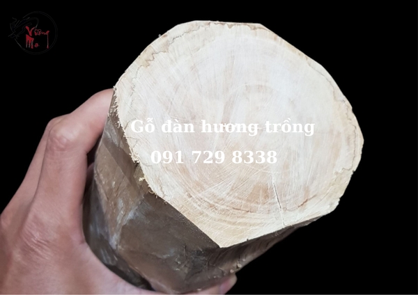 gỗ đàn hương trắng là gì
