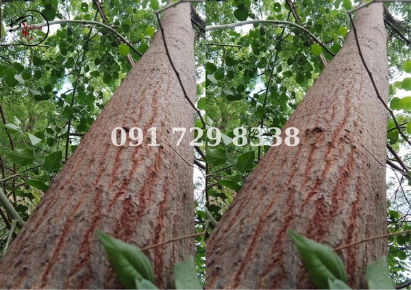 cây đàn hương là gì