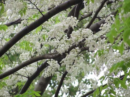 Hoa cây sưa đỏ