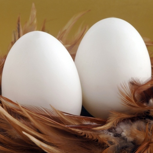 Bức ảnh quả trứng bất ngờ trở thành hình ảnh được nhiều like nhất trên  Instagram  Báo Dân trí