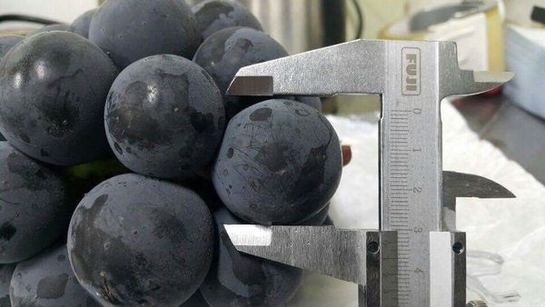 Những điều đặc biệt chỉ nho đen Kyoho Hàn Quốc mới có | Halafruit.vn