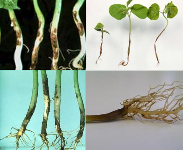 Phòng và trị bệnh thối gốc, lở cổ rễ hại dưa chuột (Fusarium solani) – Nano Bạc Super