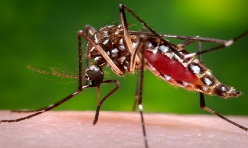 17 quận huyện Sài Gòn có ca nhiễm Virus Zika